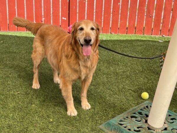 ADOPTED 9/9/23!!  BONDED PAIR!! Gus (11 years old) Male & Gordy (7 years old) Male - Image 6