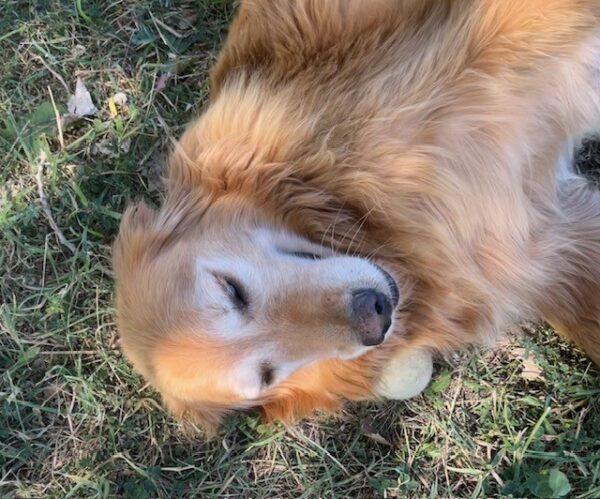 ADOPTED 9/10/23!! Barry-7 years old (Male) - Image 7