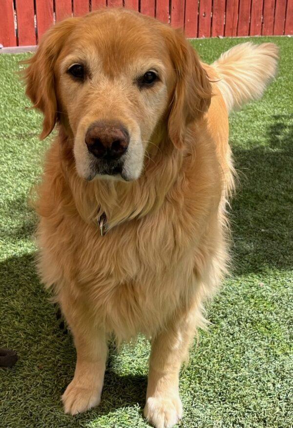 ADOPTED 9/28/23! BONDED PAIR!!  Colorado-9 years old (Male) & Denver-5 years old (Female) - Image 7