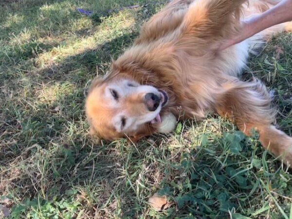 ADOPTED 9/10/23!! Barry-7 years old (Male) - Image 8