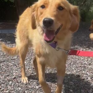 ADOPTED 8/19/23!! Peach & Maple-1 year old (Females)