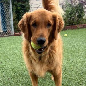 ADOPTED 11/16/23!!! Bailey-4 years old (Male)
