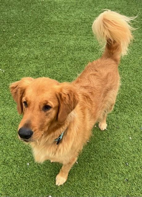 ADOPTED 11/16/23!!! Bailey-4 years old (Male) - Golden Retriever Rescue