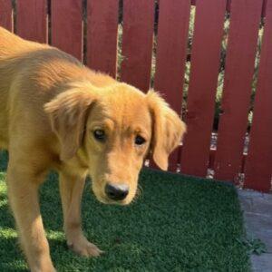 ADOPTED 4/1/24!! Skye-1 year old(Female)