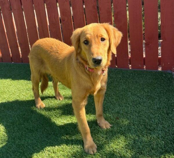 ADOPTED 4/1/24!! Skye-1 year old(Female) - Image 4