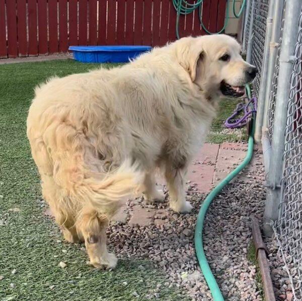 ADOPTED 9/29/23!! Hayden-7 years old (Male) - Image 4