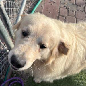 ADOPTED 9/29/23!! Hayden-7 years old (Male)