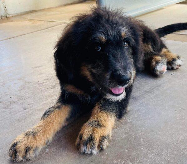ADOPTED 9/16/23!!  Bernedoodles-4 months old (1 male & 1 female) - Image 2
