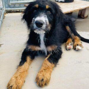 ADOPTED 9/16/23!!  Bernedoodles-4 months old (1 male & 1 female)