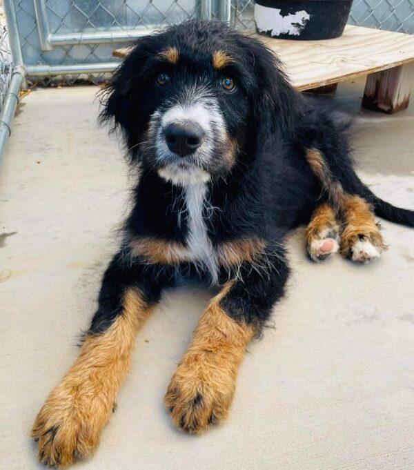 ADOPTED 9/16/23!!  Bernedoodles-4 months old (1 male & 1 female)