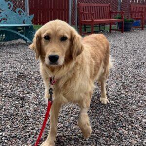 ADOPTED 11/5/23!! Mia-6 years old (Female)