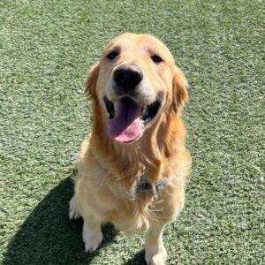ADOPTED 11/11/23!!  Sawyer-4 years old (Male)