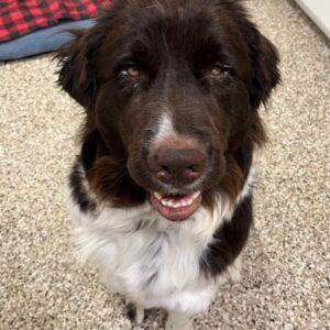 ADOPTED 11/12/23!!  Kimber-2 years old (Female) Newfoundland