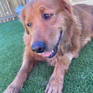 ADOPTED 11/11/23!! Zayley-7.5 years old (Female)