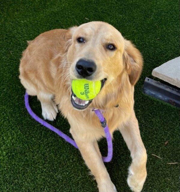 ADOPTED 11/2/23!!  Tucker-7 months old (Male) - Image 2