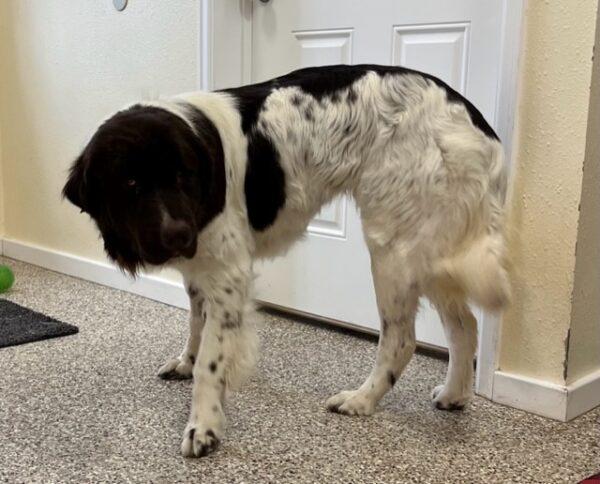 ADOPTED 11/12/23!!  Kimber-2 years old (Female) Newfoundland - Image 3