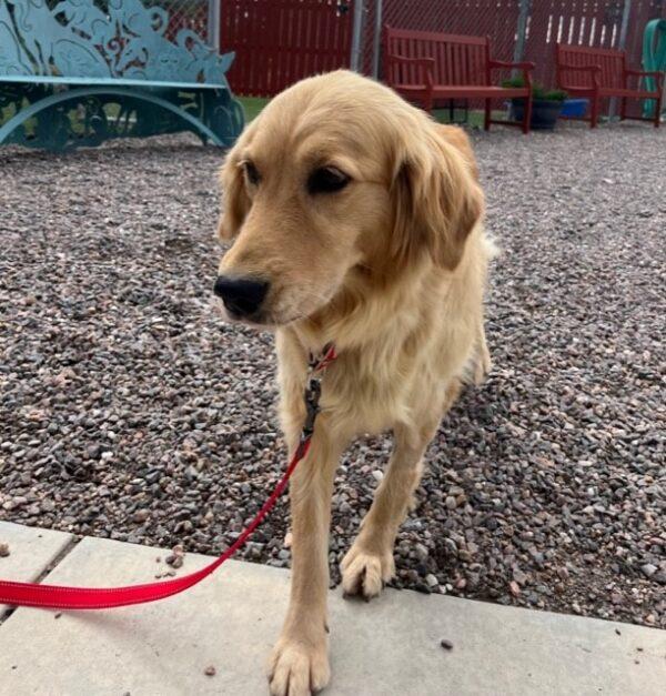 ADOPTED 11/5/23!! Mia-6 years old (Female) - Image 4