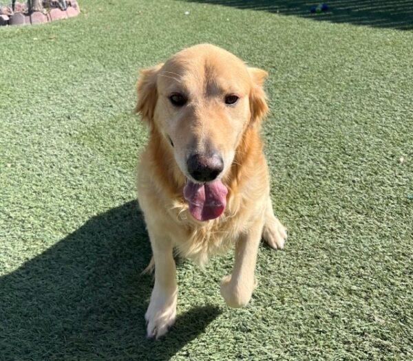 ADOPTED 11/11/23!!  Sawyer-4 years old (Male) - Image 3