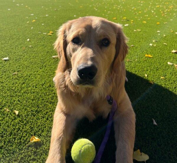 ADOPTED 11/2/23!!  Tucker-7 months old (Male) - Image 4