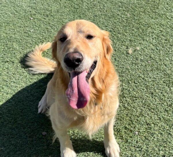 ADOPTED 11/11/23!!  Sawyer-4 years old (Male) - Image 4