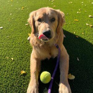 ADOPTED 11/2/23!!  Tucker-7 months old (Male)