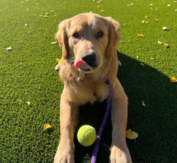 ADOPTED 11/2/23!!  Tucker-7 months old (Male)