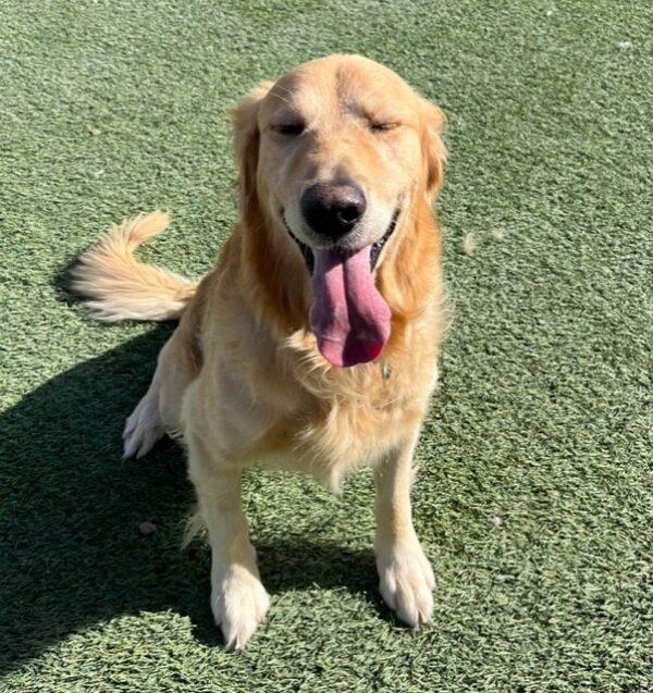 ADOPTED 11/11/23!!  Sawyer-4 years old (Male) - Image 5