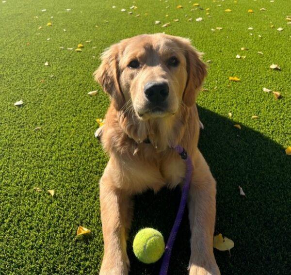 ADOPTED 11/2/23!!  Tucker-7 months old (Male) - Image 6