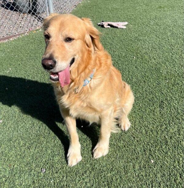 ADOPTED 11/11/23!!  Sawyer-4 years old (Male) - Image 6