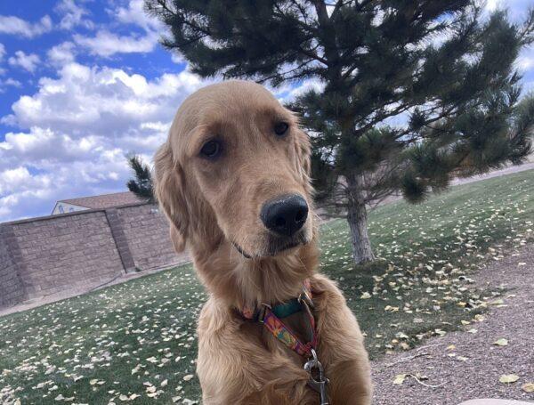 ADOPTED 10/18/23!! Lizzie-8 months old (Female) - Image 3