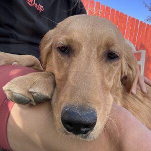 ADOPTED 10/18/23!! Lizzie-8 months old (Female)