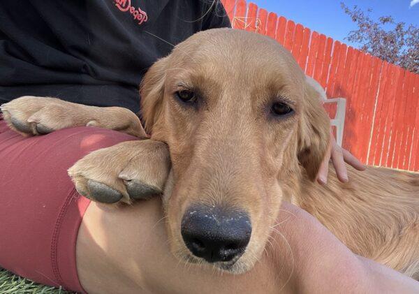 ADOPTED 10/18/23!! Lizzie-8 months old (Female)
