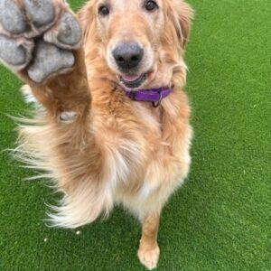 ADOPTED 11/3/23!! Louisa-10 years old (Female)