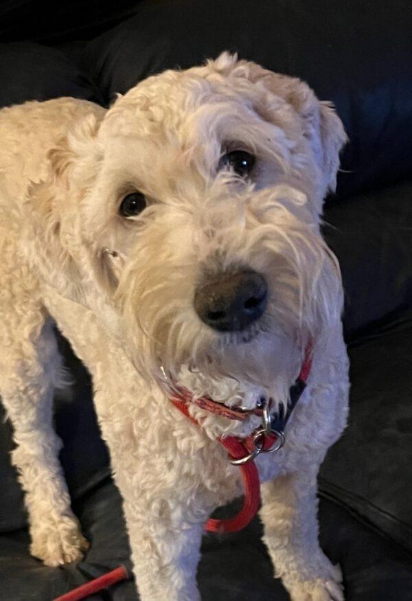 ADOPTED 11/27/23!!! Nala-8 months old (Female) Goldendoodle - Image 2