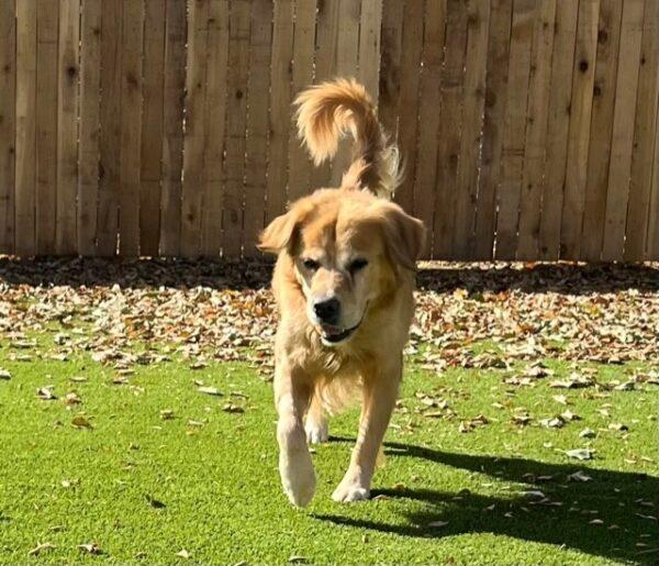 ADOPTED 11/4/23!!  Rex-6 years old (Male) - Image 6