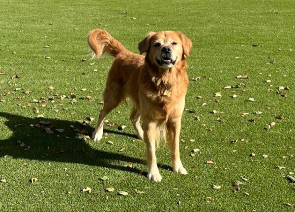 ADOPTED 11/4/23!!  Rex-6 years old (Male) - Image 2