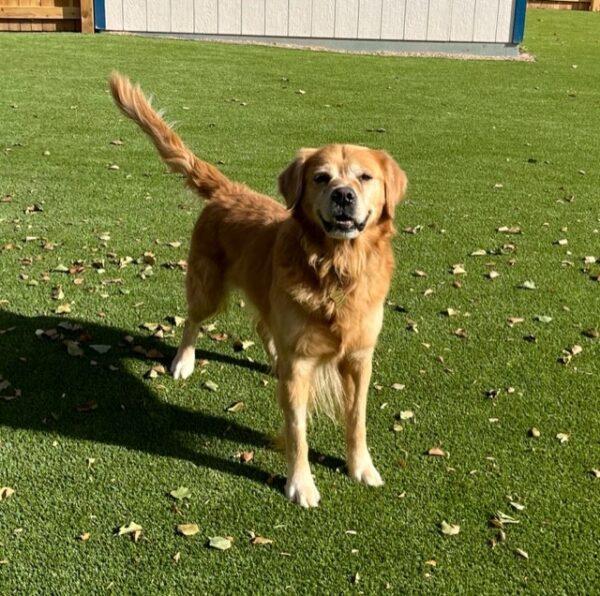 ADOPTED 11/4/23!!  Rex-6 years old (Male) - Image 3