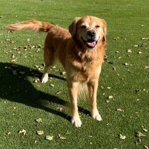 ADOPTED 11/4/23!!  Rex-6 years old (Male)