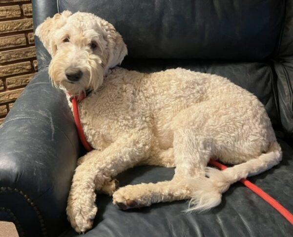 ADOPTED 11/27/23!!! Nala-8 months old (Female) Goldendoodle - Image 9