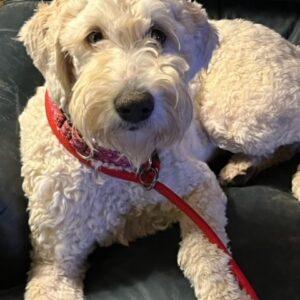 ADOPTED 11/27/23!!! Nala-8 months old (Female) Goldendoodle