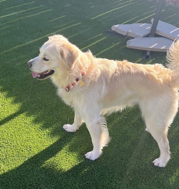 ADOPTED 12/27/23!!!  Johnny-11 months old (Male) Golden Retriever Mix - Image 2