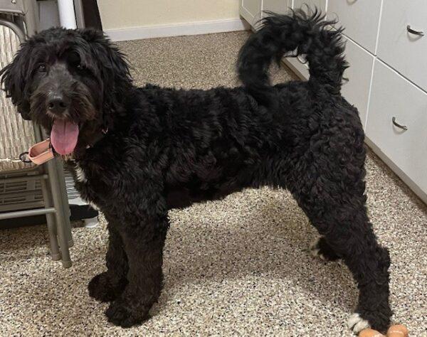 ADOPTED 3/30/24!!! Kona- 2 years old-Bernedoodle (Female) - Image 9