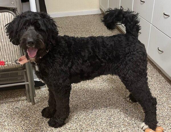 ADOPTED 3/30/24!!! Kona- 2 years old-Bernedoodle (Female) - Image 10