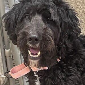 ADOPTED 3/30/24!!! Kona- 2 years old-Bernedoodle (Female)