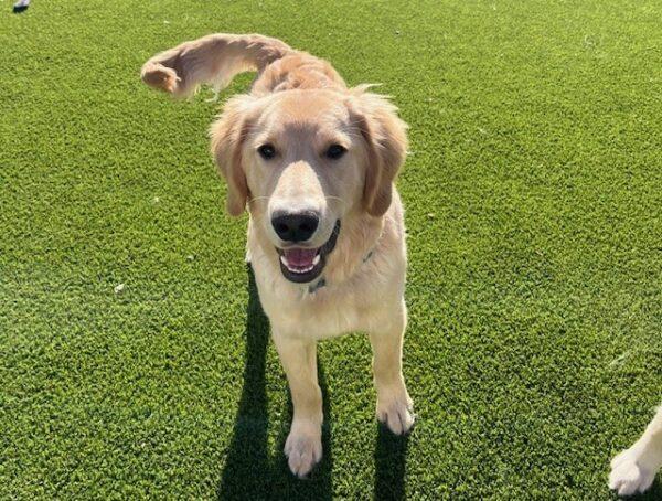 ADOPTED 12/24/23!! BONDED PAIR!! Katie-2 years old (Female) & Jace-7 months (Male) - Image 7