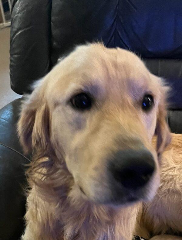 ADOPTED 12/31/23!!  Bruce-3 years old (Male) - Image 3