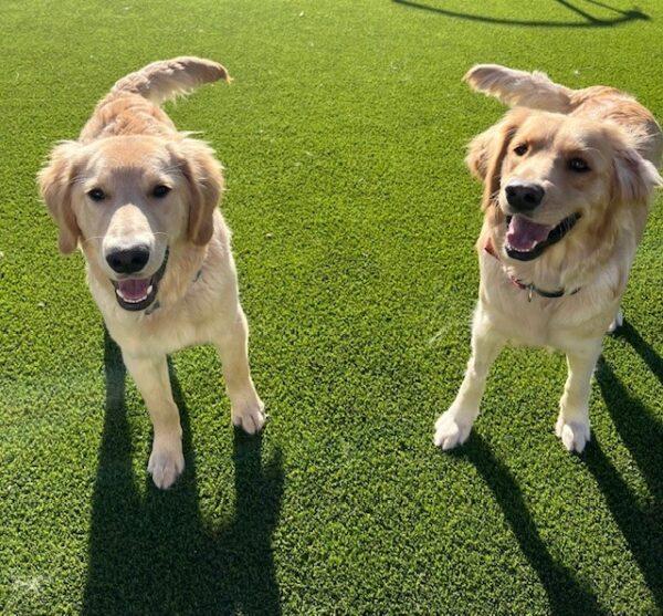 ADOPTED 12/24/23!! BONDED PAIR!! Katie-2 years old (Female) & Jace-7 months (Male) - Image 8