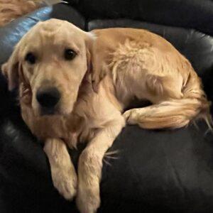 ADOPTED 12/31/23!!  Bruce-3 years old (Male)