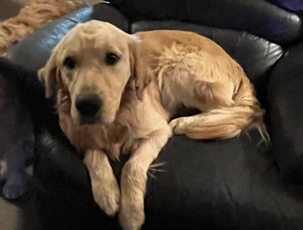 ADOPTED 12/31/23!!  Bruce-3 years old (Male)