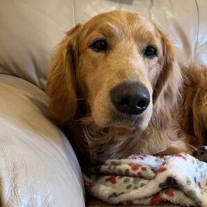 ADOPTED 12/22/23!! Chief-11 months (Male)